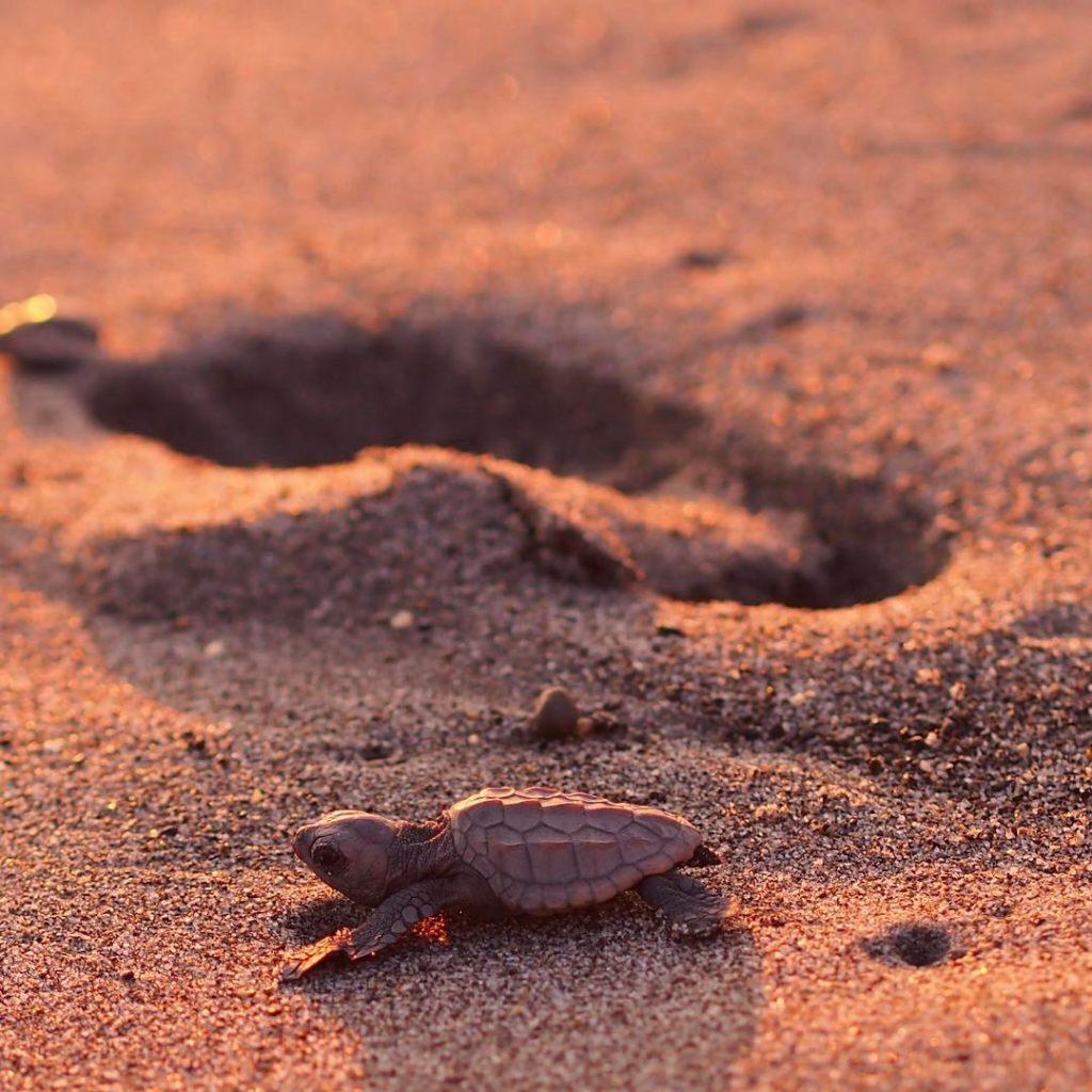 baby sea turtle